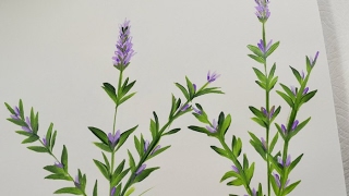 How to Paint Lavender