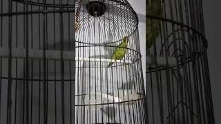 Burung Nuri Perkici Besetannya enak buat masteran burung Murai Batu