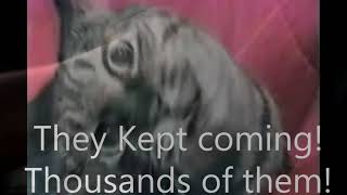 Cat has Gallic War flashback