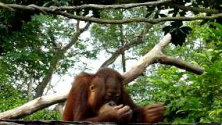 Infant orangoutang with his mum