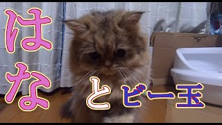 【ペルシャ猫 子猫動画＃44】はなちゃん、初めてビー玉と出会う！【チンチラゴールデン】