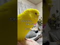 【結局サンタさんか〜い】 お喋りインコ ショート動画 セキセイインコ サンタさん