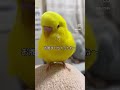 【結局サンタさんか〜い】 お喋りインコ ショート動画 セキセイインコ サンタさん