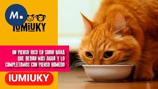 IUMIUKY: Cómo ayudar a nuestros gatos a sobrellevar el verano | Mediaset