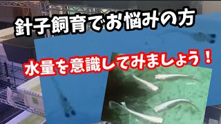 針子を成魚にする飼育はこんな感じです。【メダカ】