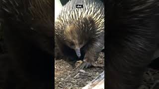 Amazing Echidna Facts: 5 Fascinating Things About Echidnas You Won't Believe! | Fauna Fax #Shorts