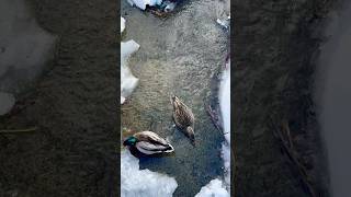 Mallards in a winter stream冬の小川のマガモ #shorts