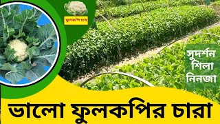 ফুলকপি চারা চেনার উপায়  (Cauliflower Cultivation) সুদর্শন, শিলা,নিনজা এই জাতের চারা গুলো অনেক ভালো।