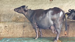 One Buffalo for Sale, ਇੱਕ ਮੱਝ ਵਿਕਾਊ