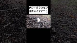 美しい白うさぎが腰を下ろして落ち着くまで