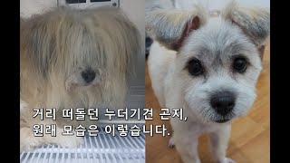 거리를 떠돌던 누더기견 곤지의 원래 모습-강아지 입양을 기다립니다