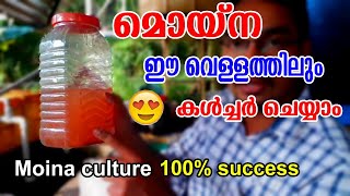 മൊയ്‌ന ഈ വെള്ളത്തിലും കൾച്ചർ ചെയ്യാം - Moina culture  100% success