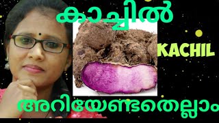 കാച്ചിൽ ||ഗുണങ്ങൾ ||അറിയേണ്ടതെല്ലാം