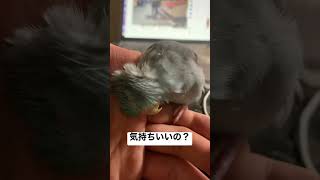 本日のマッサージ　手乗り　マメルリハインコ