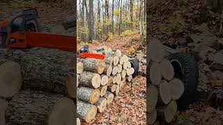 Thumbs up for my Supmix (62cc) chainsaw at the cabin