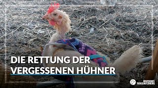 Die Rettung der vergessenen Huehner