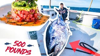 GIANT 500 Pound TUNA Fishing!!! (CATCH CLEAN COOK)