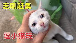 志刚赶集挑选田园犬，发现可爱猫咪，眉清目秀太可爱了！【乡野志刚】#Farm #tour