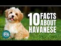 10 Facts About Havanese | Dogs 101 - Havanese