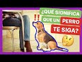 Éstas son las VERDADERAS RAZONES por las que TU PERRO TE SIGUE 🤯 NO IMAGINABAS ALGO ASÍ 💔