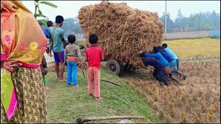 উত্তরবঙ্গ দিনাজপুর কৃষি কাজের ভীষণ চাপ, গ্রামের সবাই ব্যস্ত যে যার কাজে। #vlog