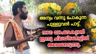 അന്യം വന്നു പോകുന്ന പുള്ളുവൻ പാട്ട്, നാഗ ദോഷമകറ്റാൻ ഇന്നു ചിലയിടങ്ങളിൽ അരങ്ങേറുന്നു.