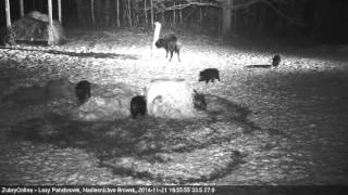 Bialowieza forest, Poland. European bison and many wild boars