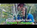 BAMBU BAMBU UNIK TERLANGKA#BAMBUJALU#BAMBUDAMPIT#BAMBUBLALAIGAJAH