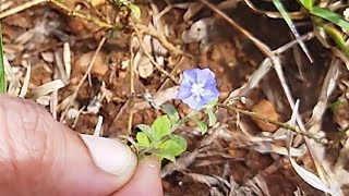 விஷ்ணு கிரந்தி செடி | Vishnu kiranthi | Dwarf morning glory | Evolvulus alsinoides | @enpathivu