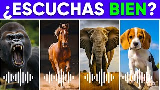 Adivina el Animal por su Sonido Parte #1 🐝🦆🦁 ¿Tienes buen Oido? 🐺🦊 Animales para Adulto Mayor