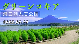 2022 Mt. Fuji and Green Kokia / Lake Kawaguchiko Oishi Park, Japan