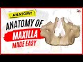 Anatomy of Maxilla | ANIMATED