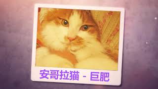 Fat Fat Cat 巨肥