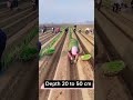 How To Grow Bigger Longer Green Onions #satisfying #shot