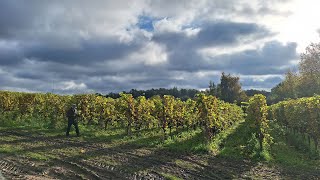 Vin de Liège rechnet mit Rekordernte in diesem Jahr