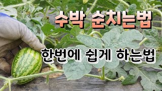 수박 순치는법 쉽게 최고로 달고 맛있는 수박 재배하기