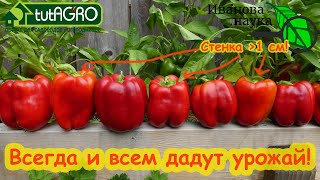 ВСЕ ДАЧНИКИ СБИЛИ НОГИ В ПОИСКЕ ЭТИХ СОРТОВ! Самые вкусные сорта перца для грунта, мешков и вёдер