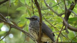 ヒヨドリ Brown-eared Bulbul ［ 4K UHD ／ 鳥 Bird ］