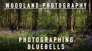 Woodland Photography: Photographing Bluebells