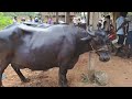 pithapuram buffaloes market 2 7 2022 పిఠాపురం గేదెల సంత ప్రతి శనివారం murra buffaloes