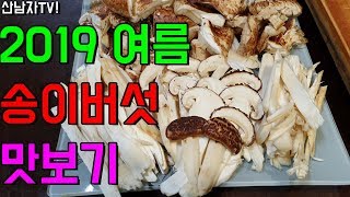 2019 송이버섯 여름송이 맛보기 식사  산남자 주방 고지대 산행 먹방 자연 건강 항암 자연인 중복 pine mushrooms?!