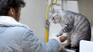 老妈来家一个月已成逗猫高手，猫咪打滚握手样样会，猫：讨生活难