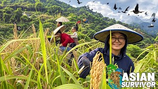 KEGIATAN PANEN PADI GUNUNG PERBATASAN KALIMANTAN UTARA - KALIMANTAN TIMUR WARGA DAYAK KENYAH \u0026 PUNAN