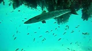 Barracuda.avi