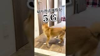 愛犬に出かけるフリしたら