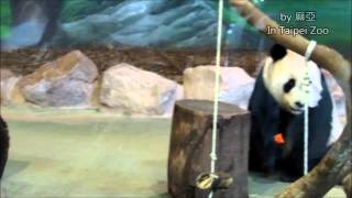 20140920團團打紅蘿蔔正常版The Giant Panda Tuan Tuan