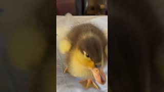 #baby #duck #pet #animal #cute #mallard #babymallard #funny #babyduck #cuteduck #love