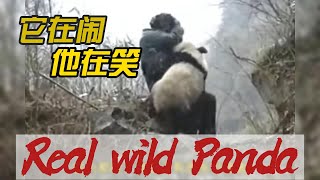 偶遇野生🐼大熊猫 Encounter with a real wild giant panda, embracing and playing with humans #pandababy