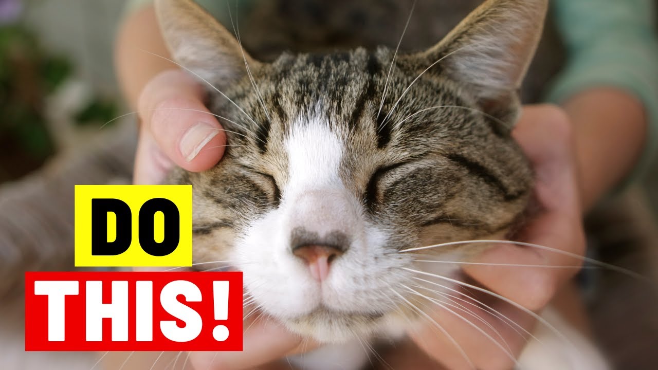 Speaking Cat: 10 Ways To Show Your Cat You Love Them - YouTube