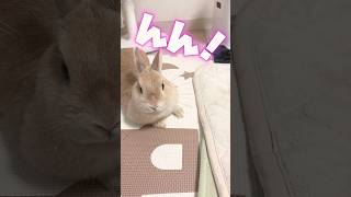 催促のクセがすごいウサギ　#うさぎ #rabbit  #shorts #bunny #ウサギ